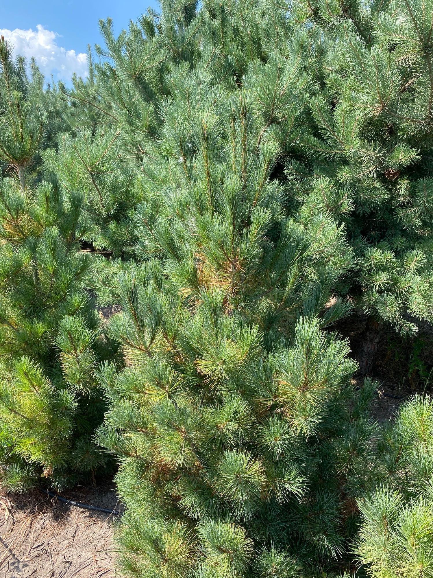 Сосна кедровая Pinus sibirica купить в Санкт-Петербурге по цене от ...